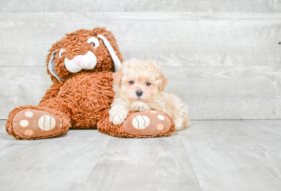 Small Maltipoo Baby