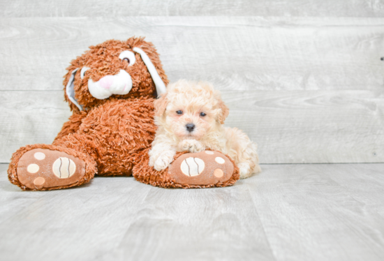 Small Maltipoo Baby