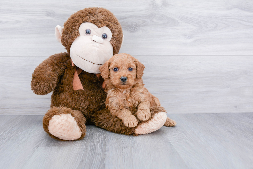 Funny Mini Goldendoodle Poodle Mix Pup