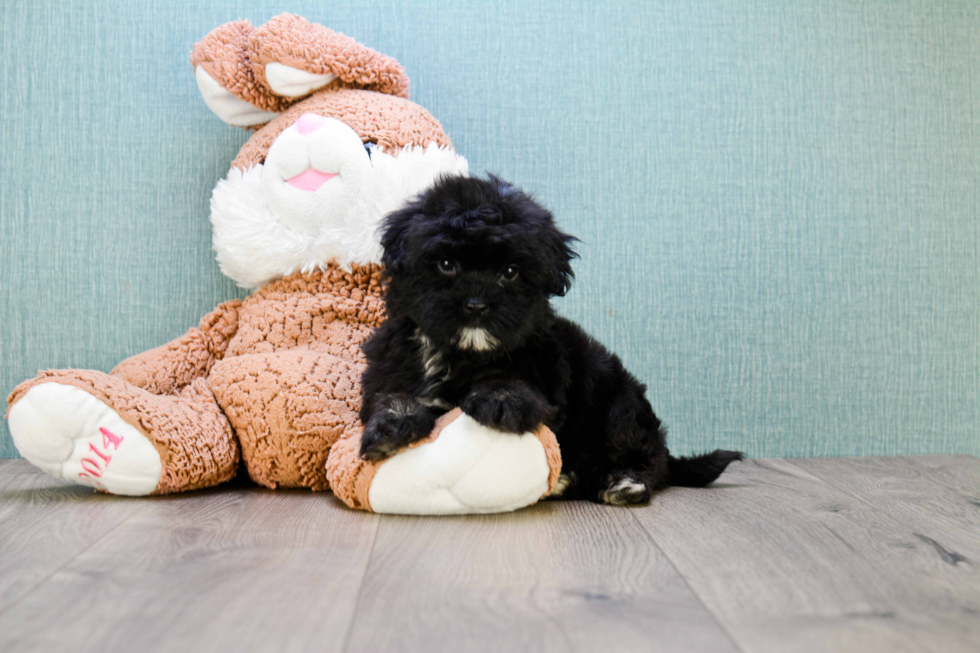 Havanese Pup Being Cute