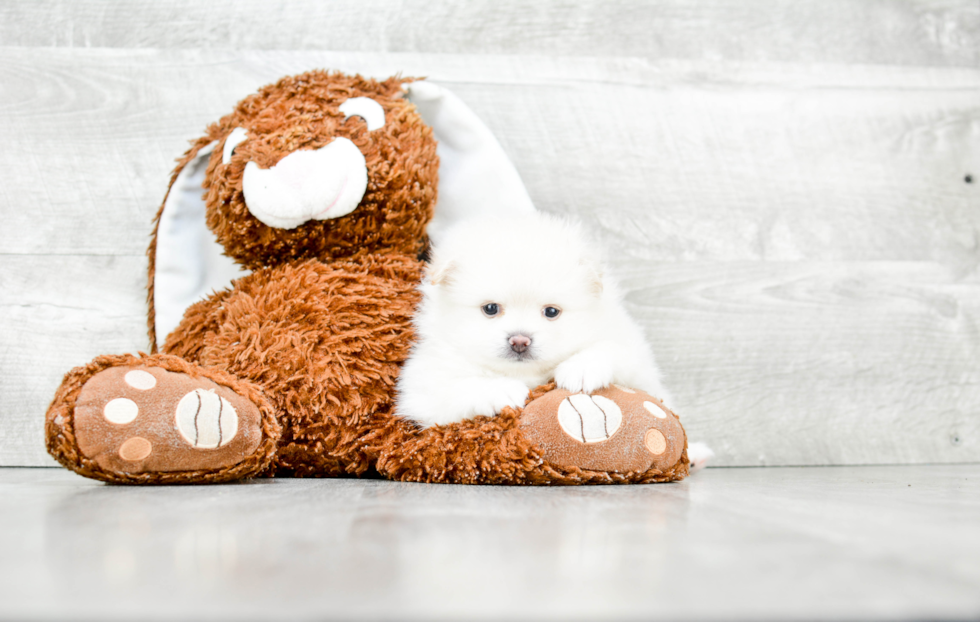 Friendly Pomeranian Baby