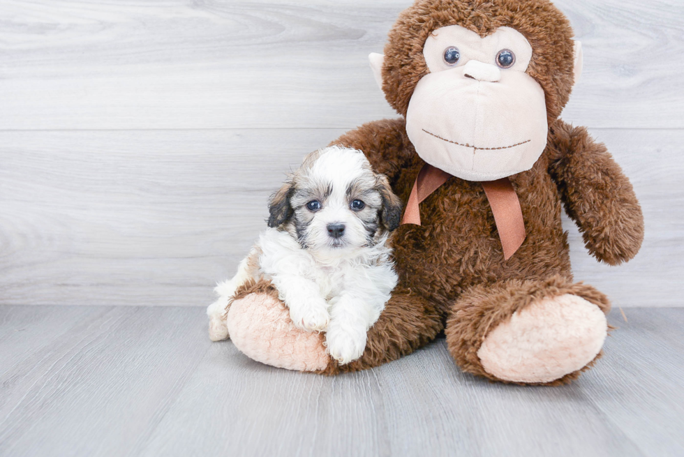 Teddy Bear Pup Being Cute