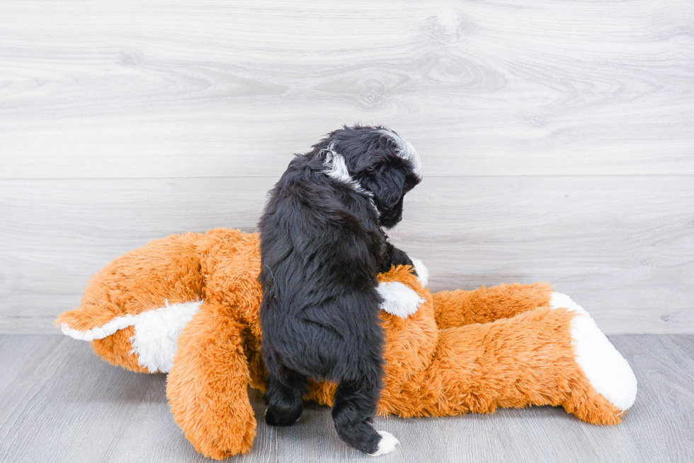 Best Mini Aussiedoodle Baby