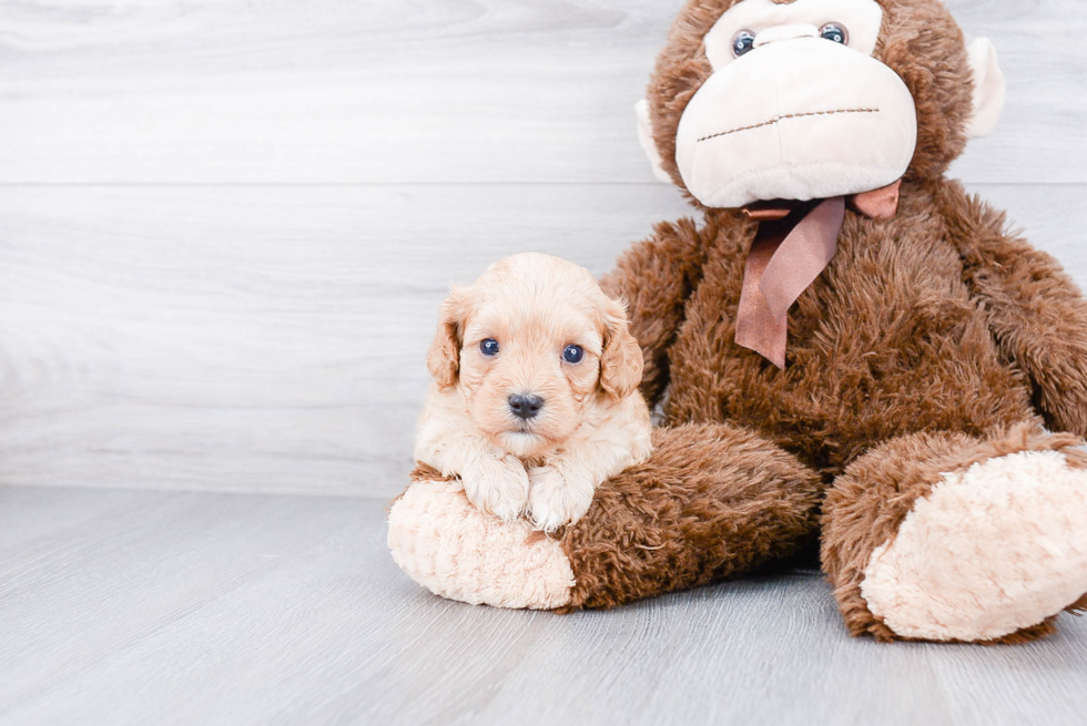 Cavapoo Puppy for Adoption