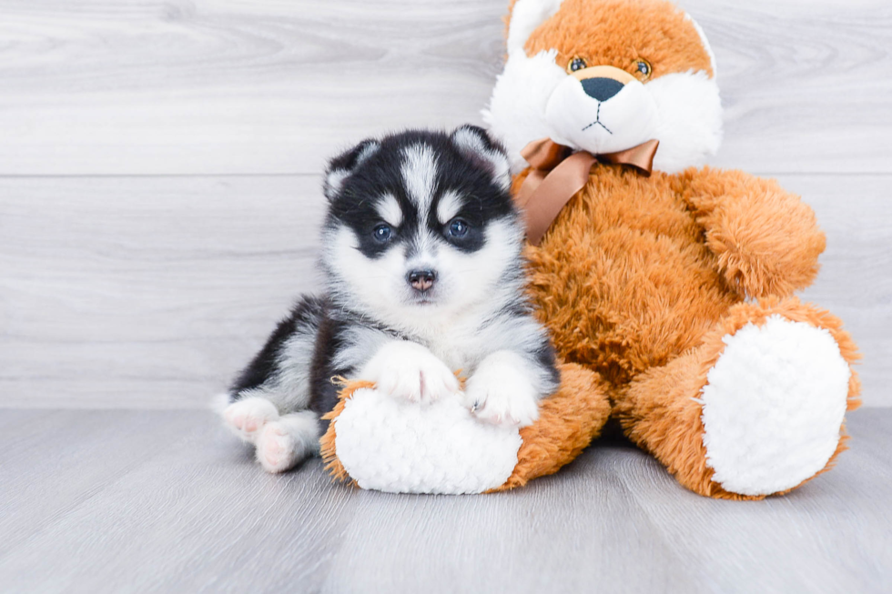 Pomsky Puppy for Adoption