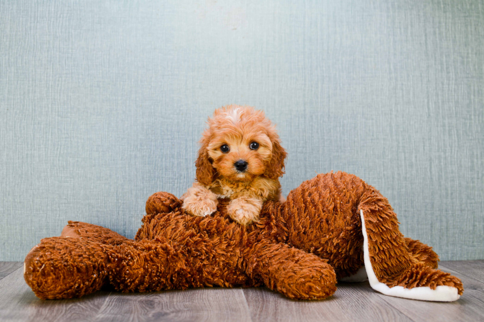 Cavapoo Puppy for Adoption