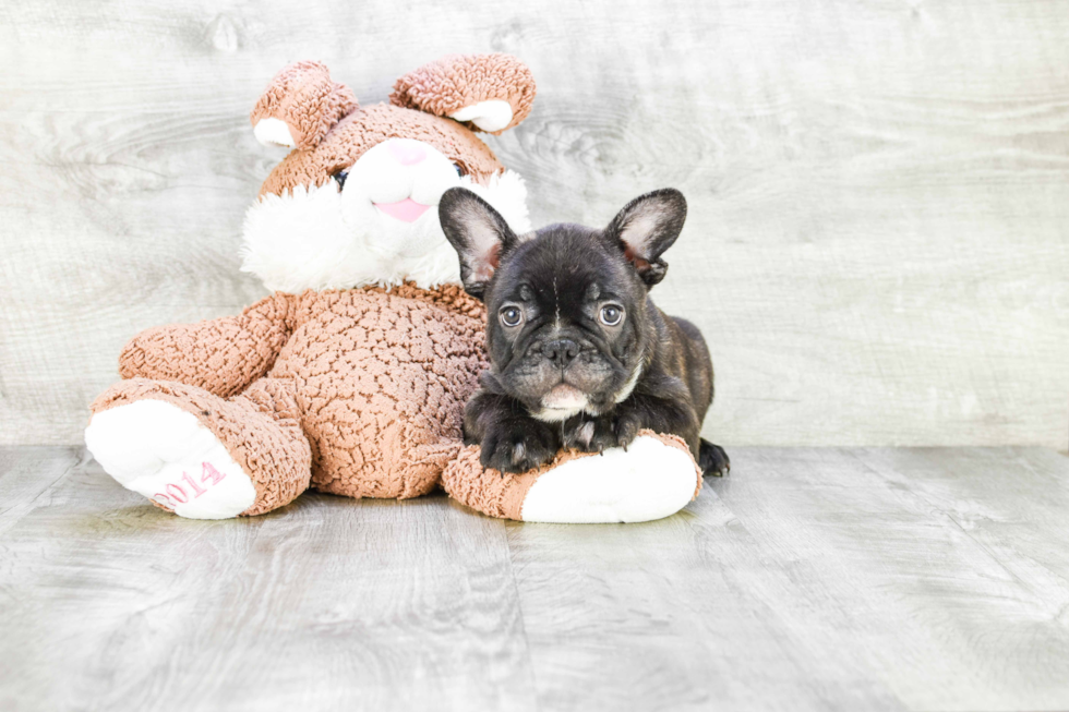 Cute Frenchie Purebred Puppy