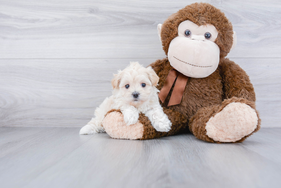 Maltipoo Puppy for Adoption