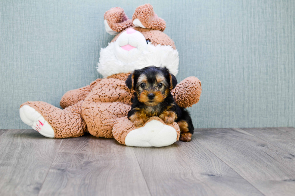 Meet Trigger - our Yorkshire Terrier Puppy Photo 