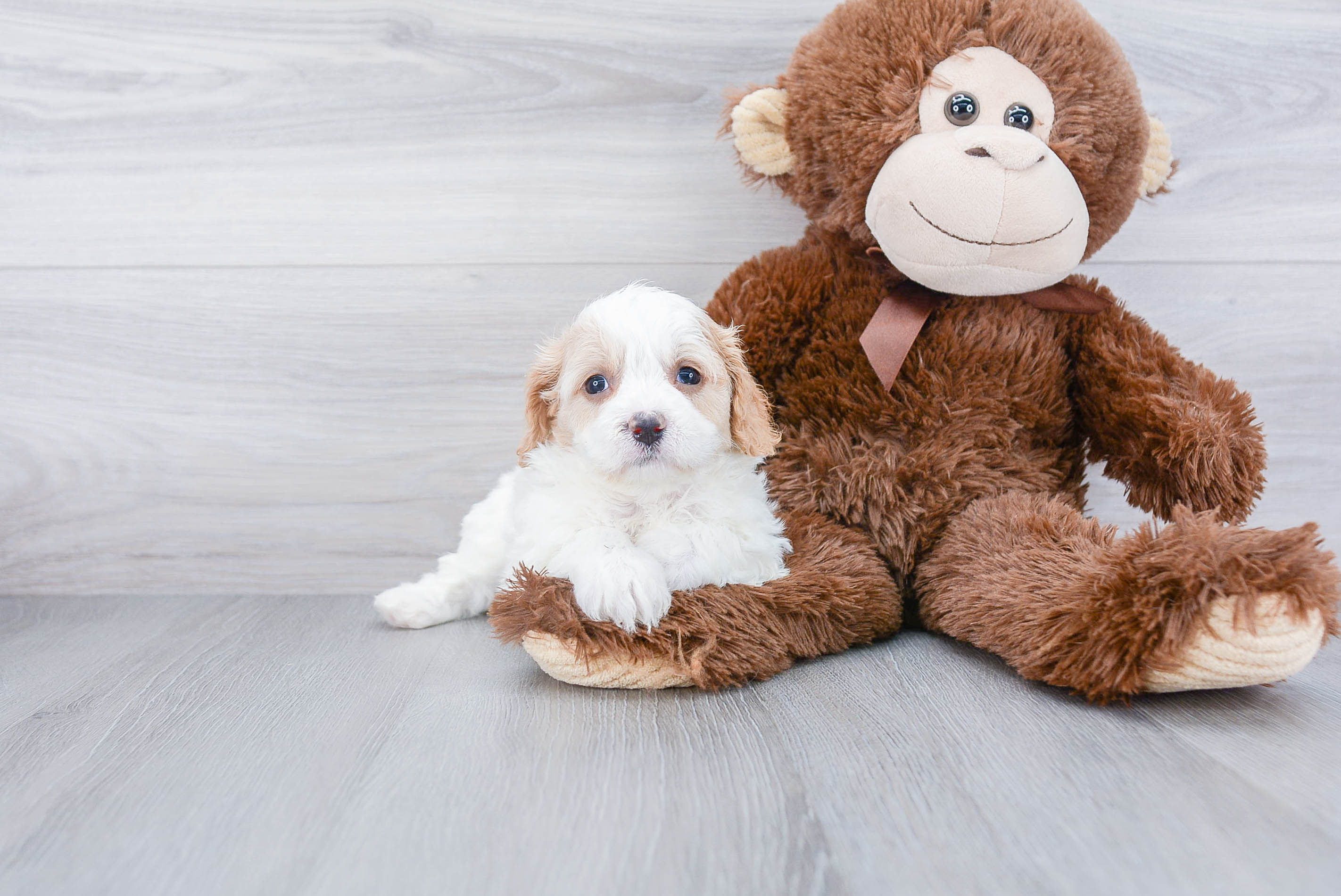 Little Cavalier Designer Puppy