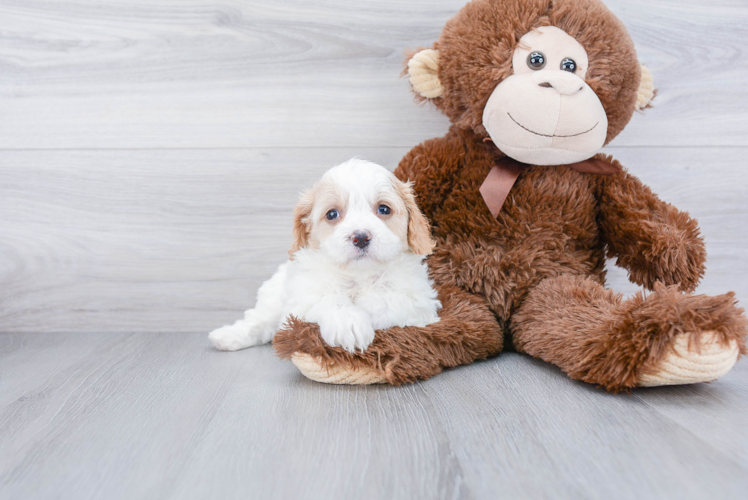 Little Cavalier Designer Puppy