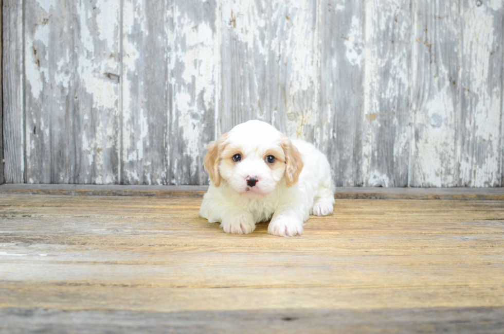 Best Cavachon Baby