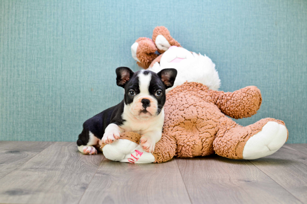 Akc Registered French Bulldog Baby