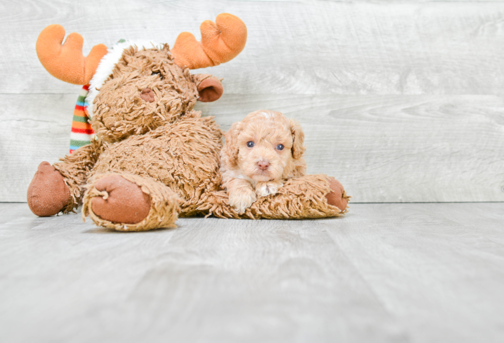 Poodle Puppy for Adoption