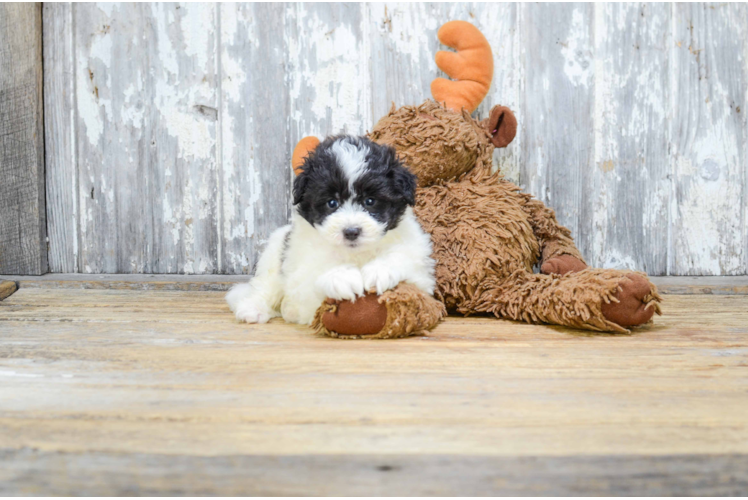 Mini Sheltidoodle Puppy for Adoption