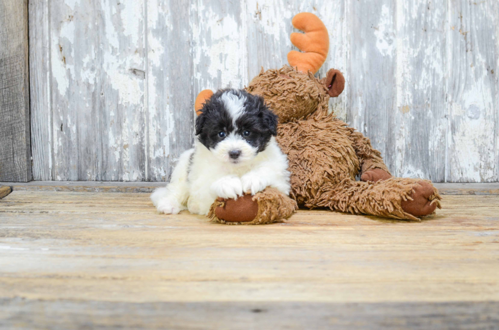 Mini Sheltidoodle Puppy for Adoption