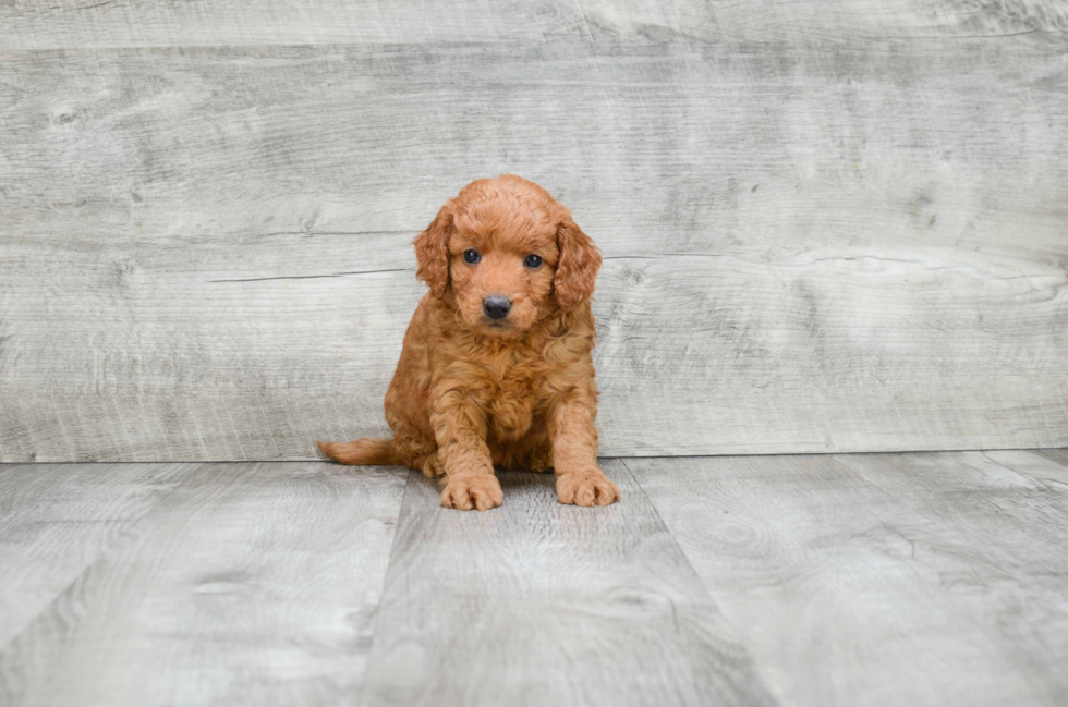 Mini Goldendoodle Puppy for Adoption