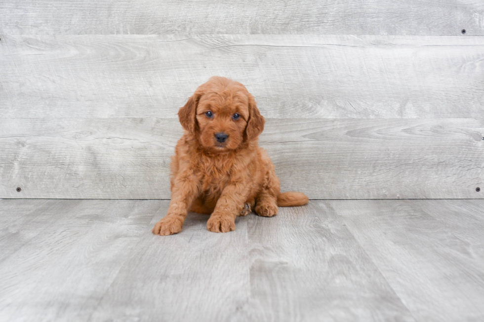 Mini Goldendoodle Pup Being Cute