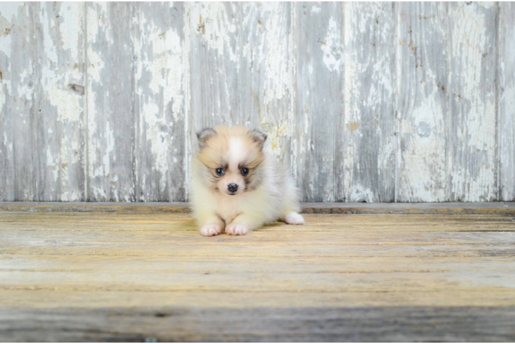 Popular Pomeranian Purebred Pup