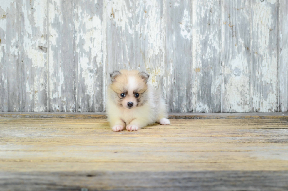 Popular Pomeranian Purebred Pup