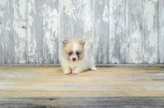 Popular Pomeranian Purebred Pup