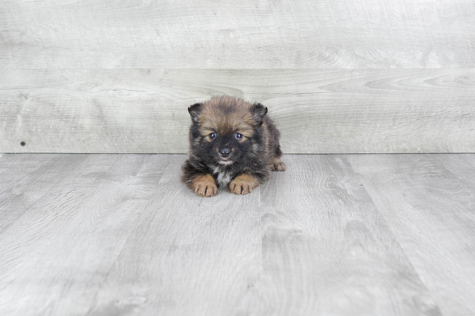 Pomeranian Pup Being Cute