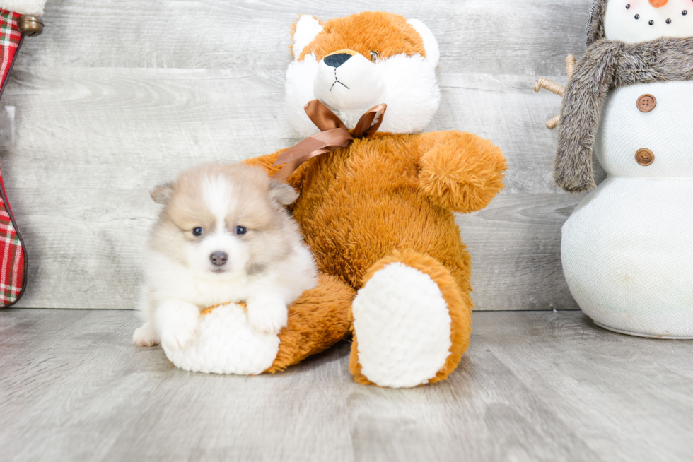 Energetic Pomeranian Purebred Puppy