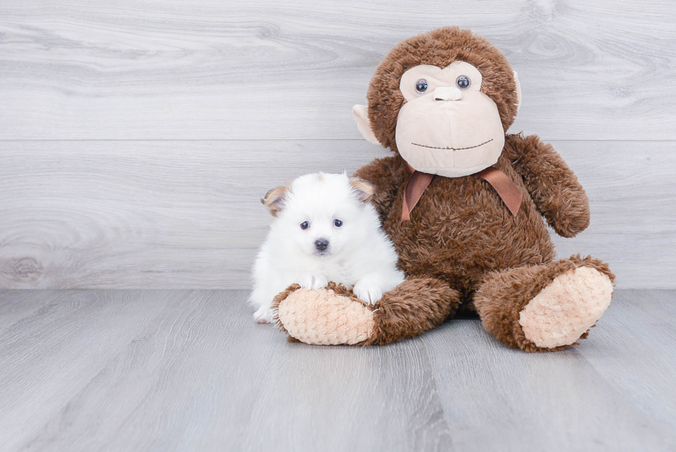 Small Pomeranian Purebred Pup