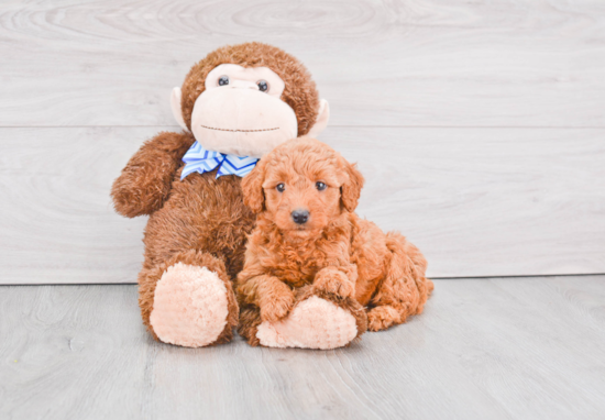 Hypoallergenic Golden Retriever Poodle Mix Puppy