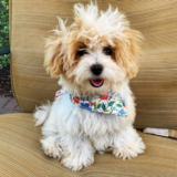 Fluffy Maltipoo Pup