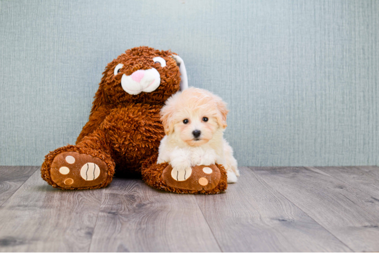 Maltipoo Puppy for Adoption