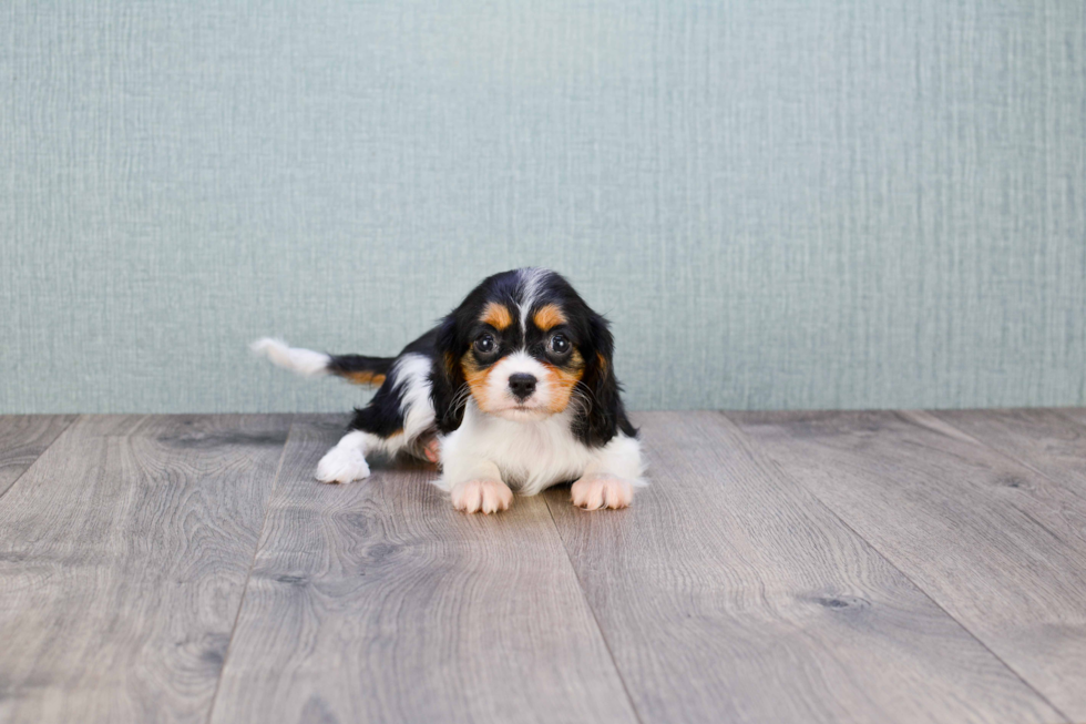 Best Cavalier King Charles Spaniel Baby