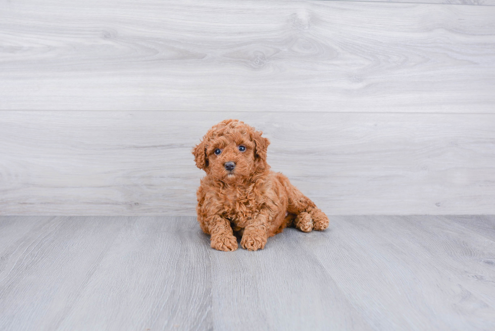 Mini Goldendoodle Puppy for Adoption