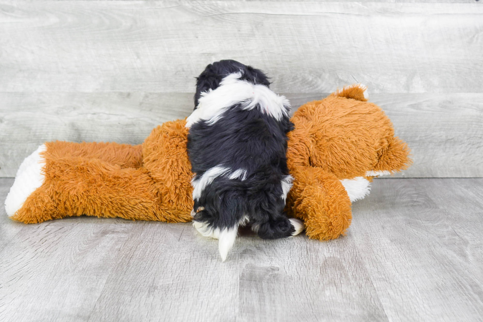 Little Havanese Purebred Pup