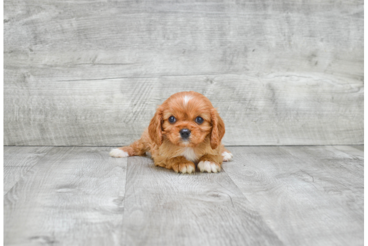 Friendly Cavalier King Charles Spaniel Baby