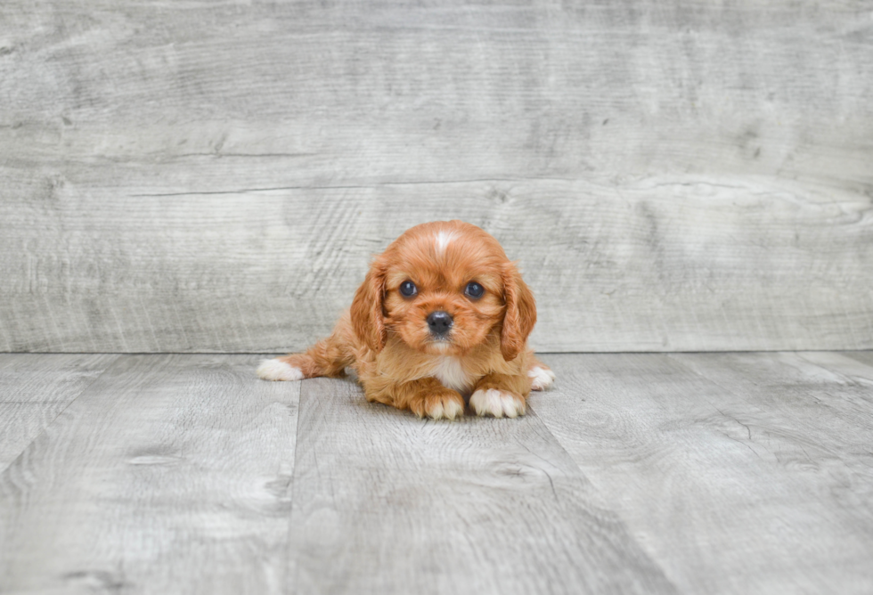 Friendly Cavalier King Charles Spaniel Baby