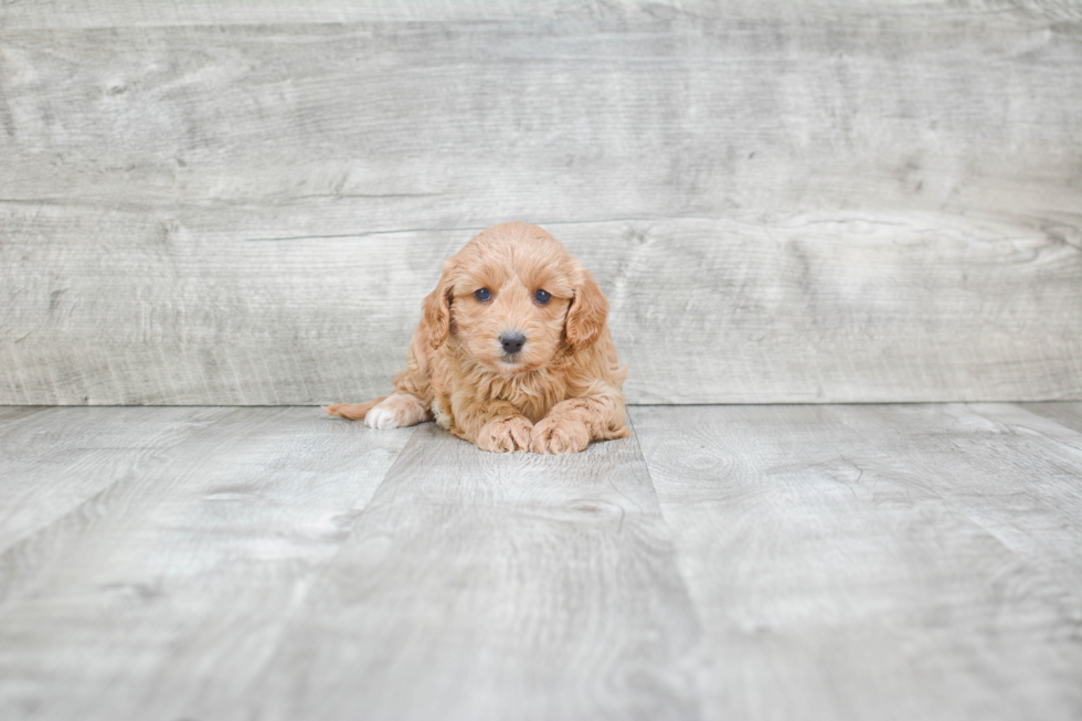 Best Cavapoo Baby