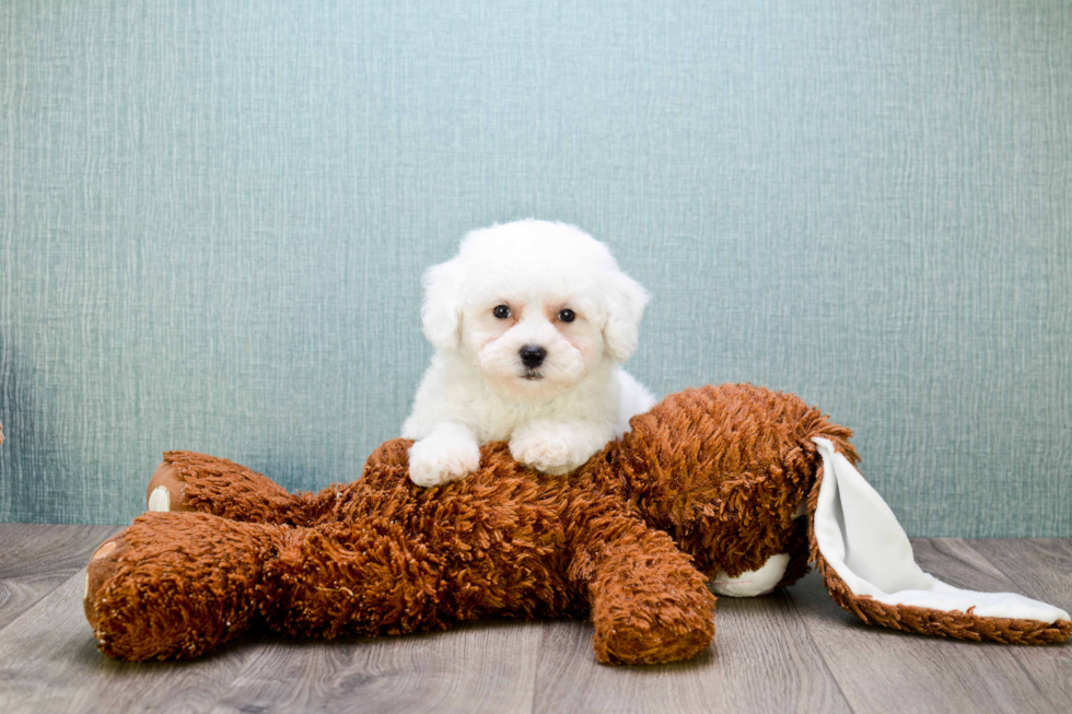 Cute Bichon Frise Purebred Puppy