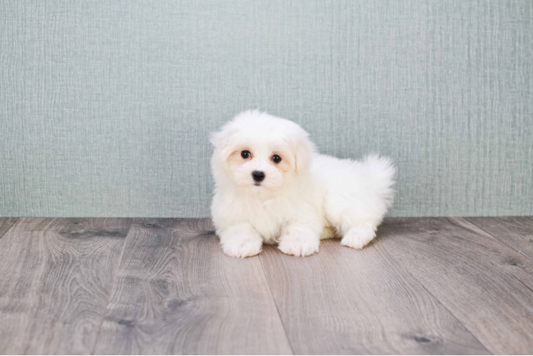 Little Maltese Poodle Poodle Mix Puppy