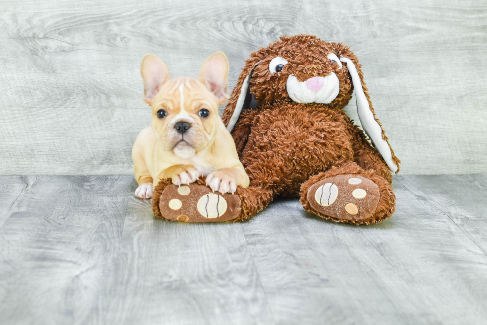 Hypoallergenic French Bulldog Baby