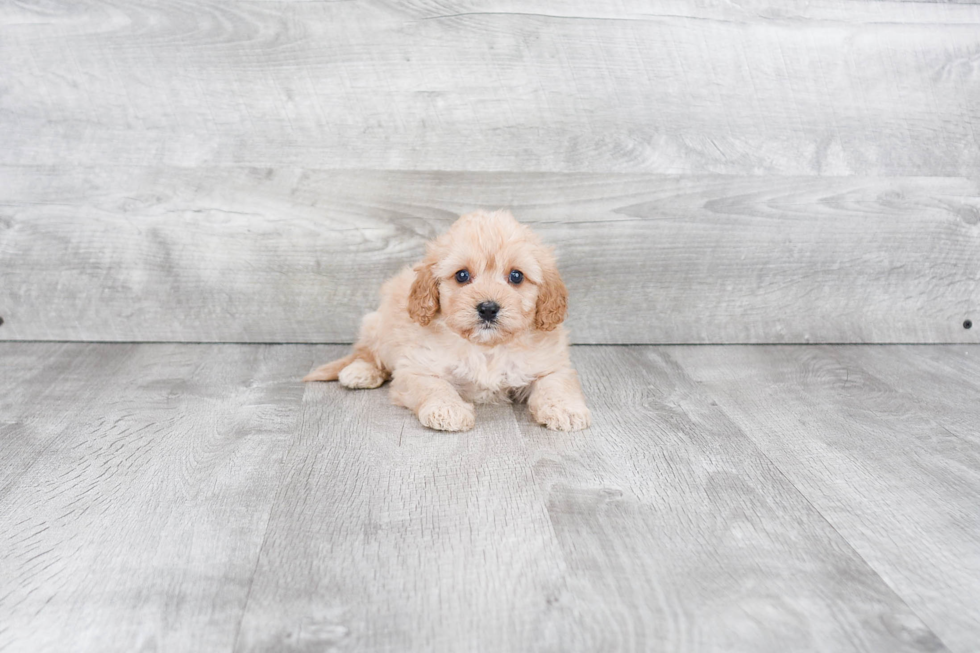 Playful Cavoodle Poodle Mix Puppy