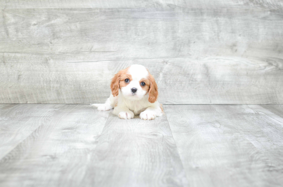 Best Cavalier King Charles Spaniel Baby