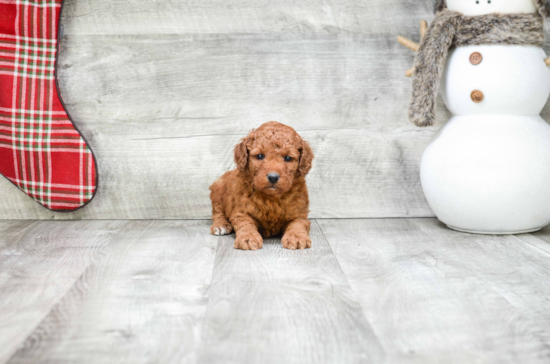 Mini Goldendoodle Pup Being Cute