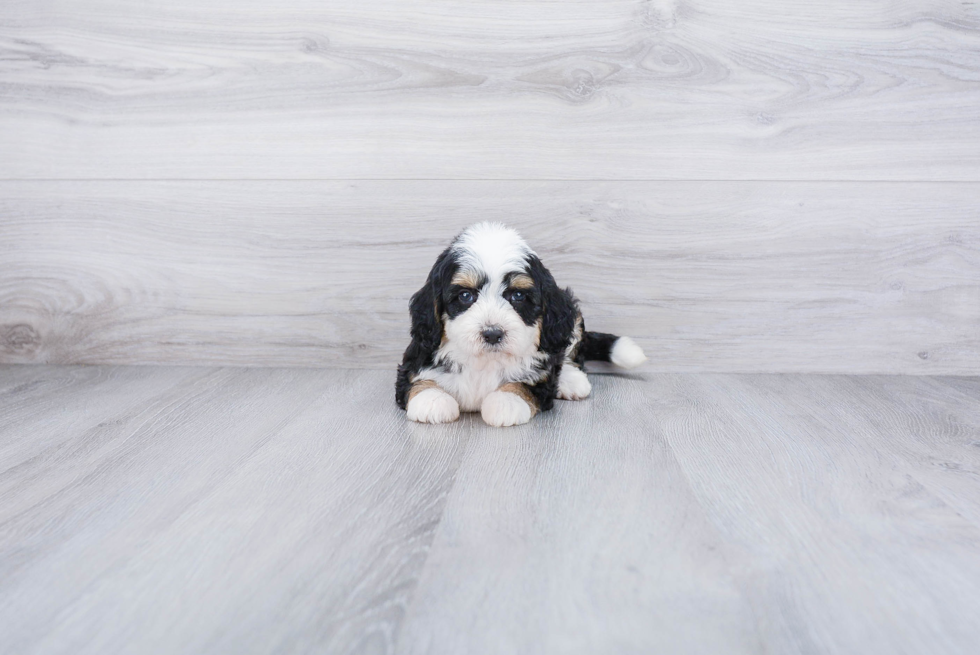 Smart Mini Bernedoodle Poodle Mix Pup