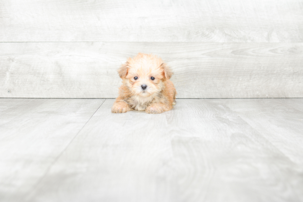 Playful Yorkie Designer Puppy