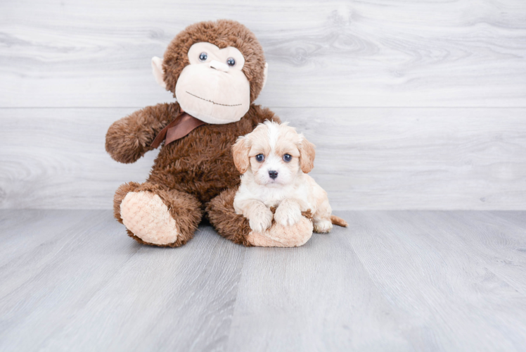 Adorable Cavoodle Poodle Mix Puppy