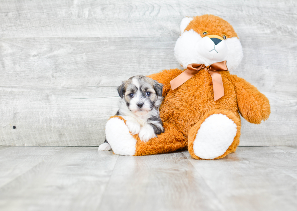 Friendly Havanese Purebred Pup