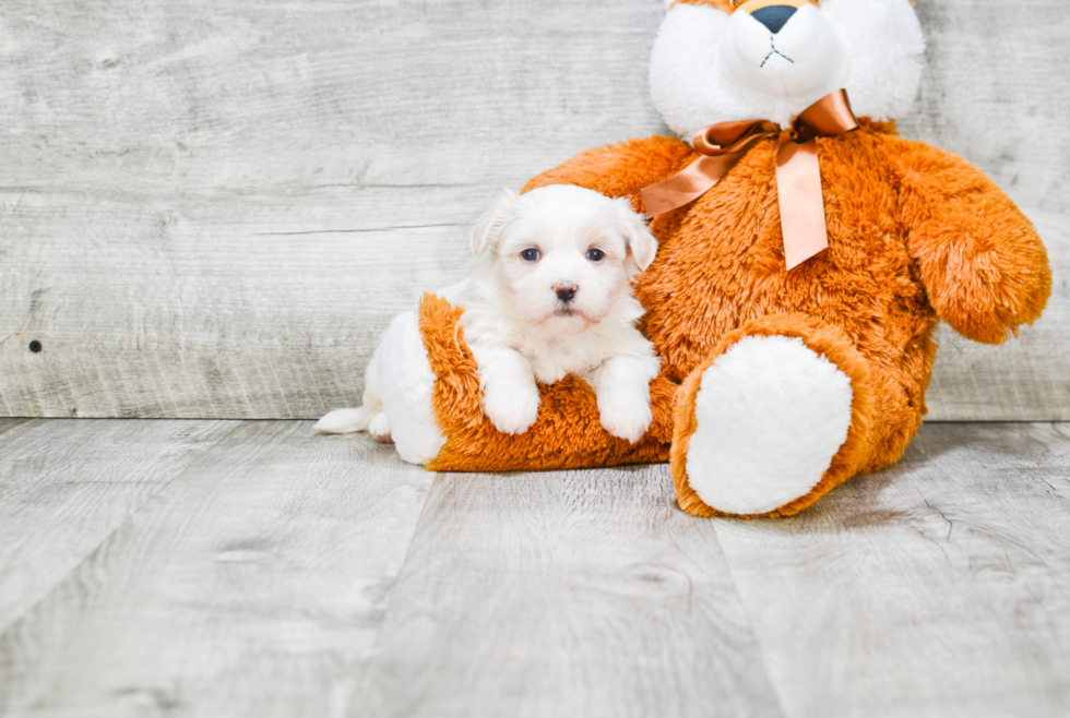 Teddy Bear Pup Being Cute