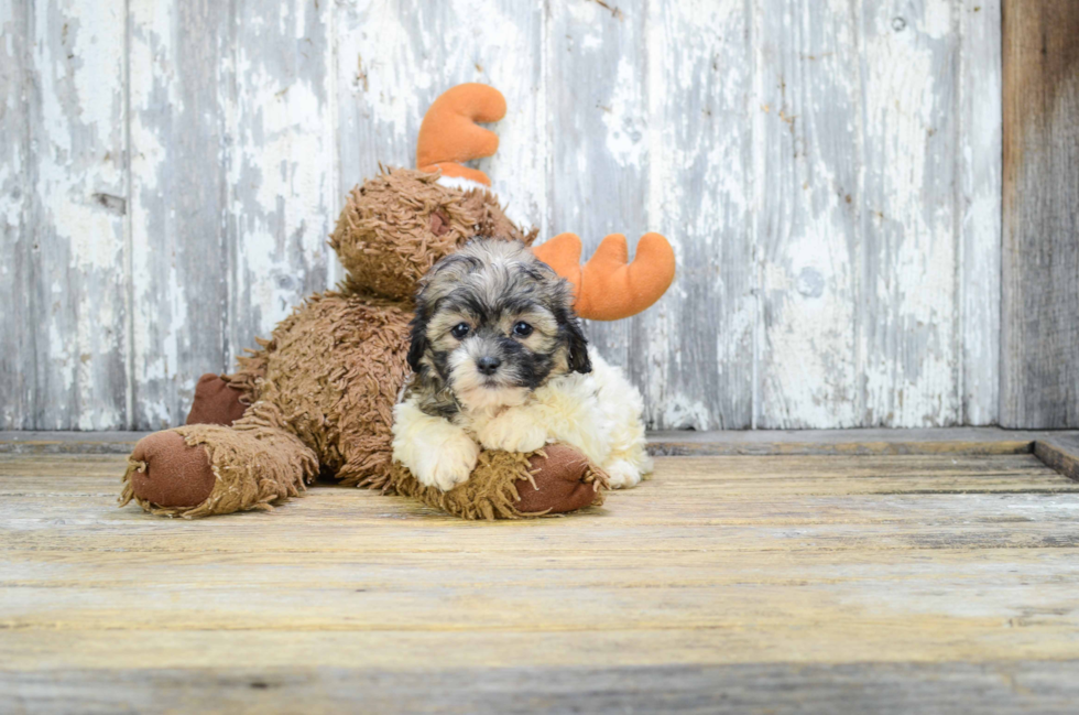 Smart Teddy Bear Designer Pup