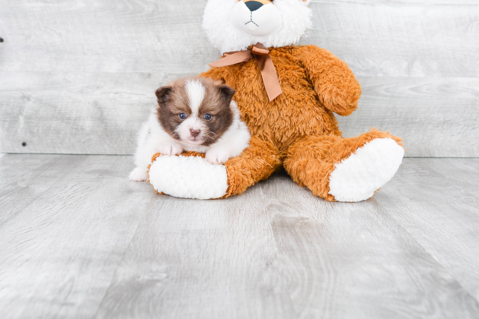Popular Pomeranian Baby